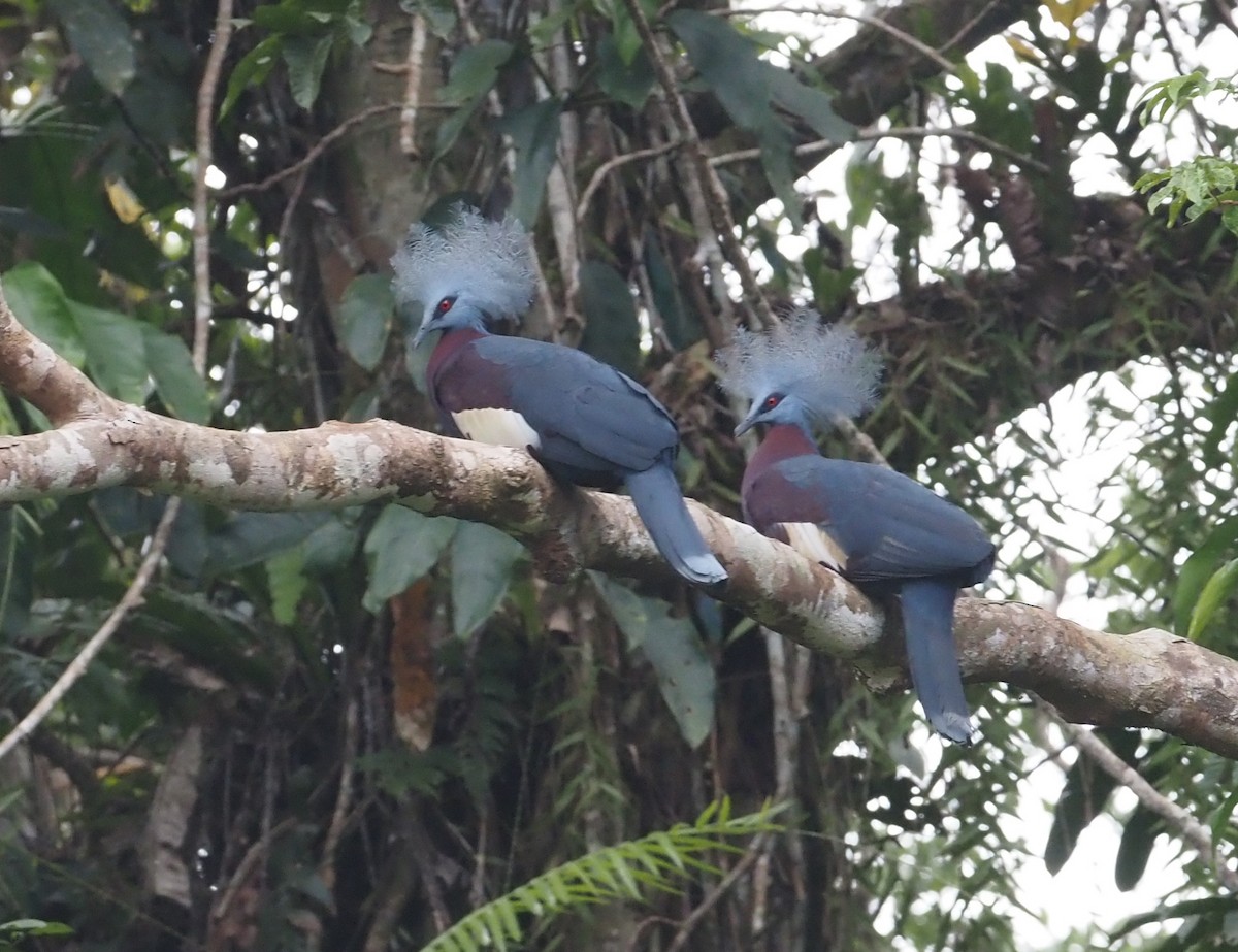 Sclater's Crowned-Pigeon - ML499237321