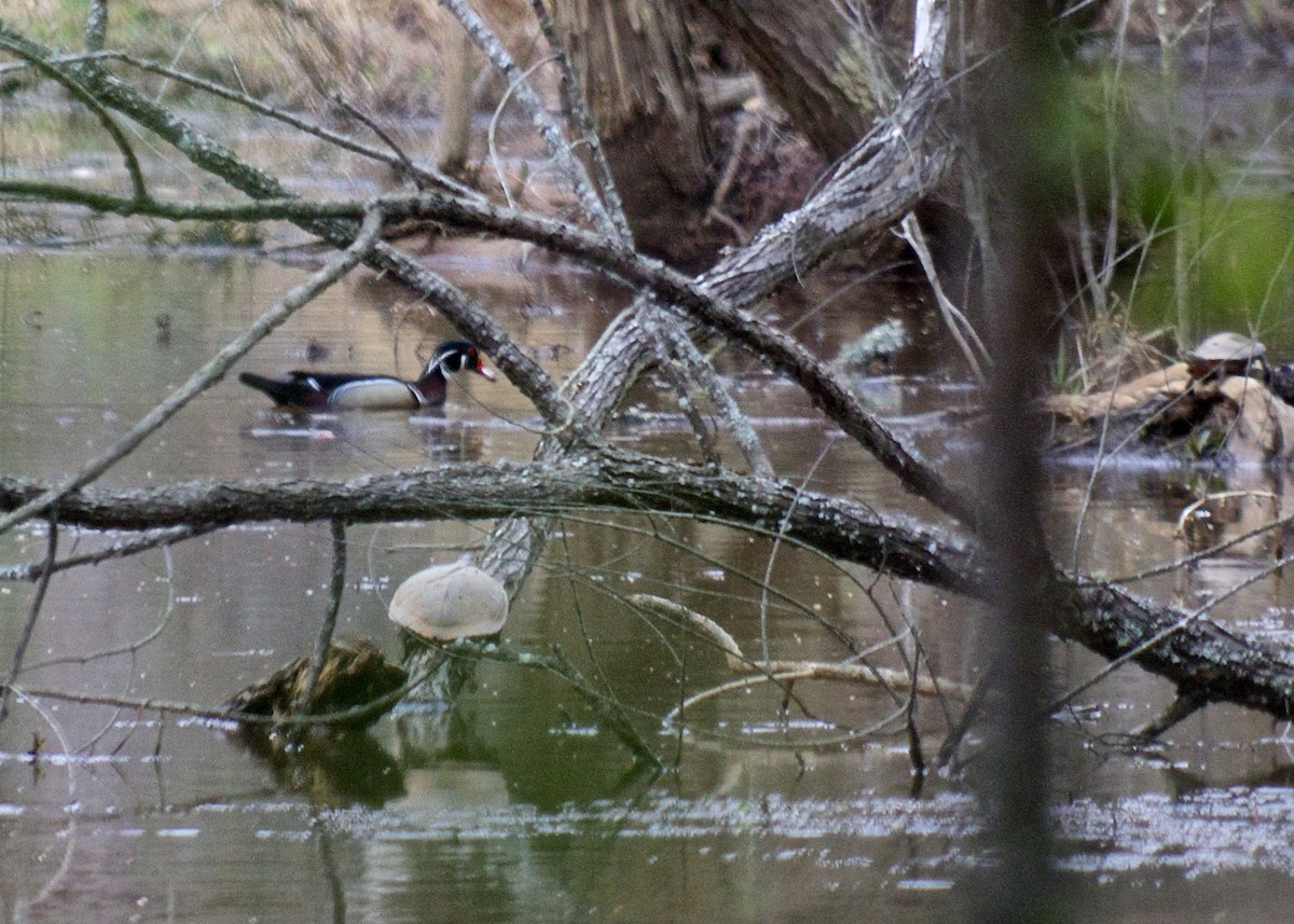 Wood Duck - ML49923941