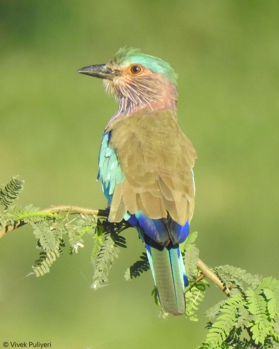 Indian Roller - Anonymous