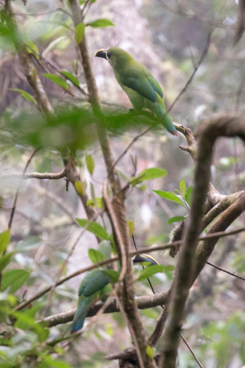 Southern Emerald-Toucanet (Santa Marta) - ML49924041