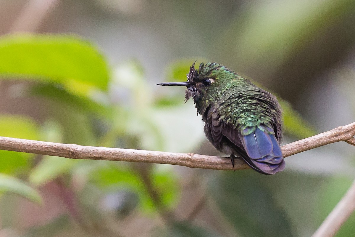 Tyrian Metaltail (Santa Marta) - ML49924161