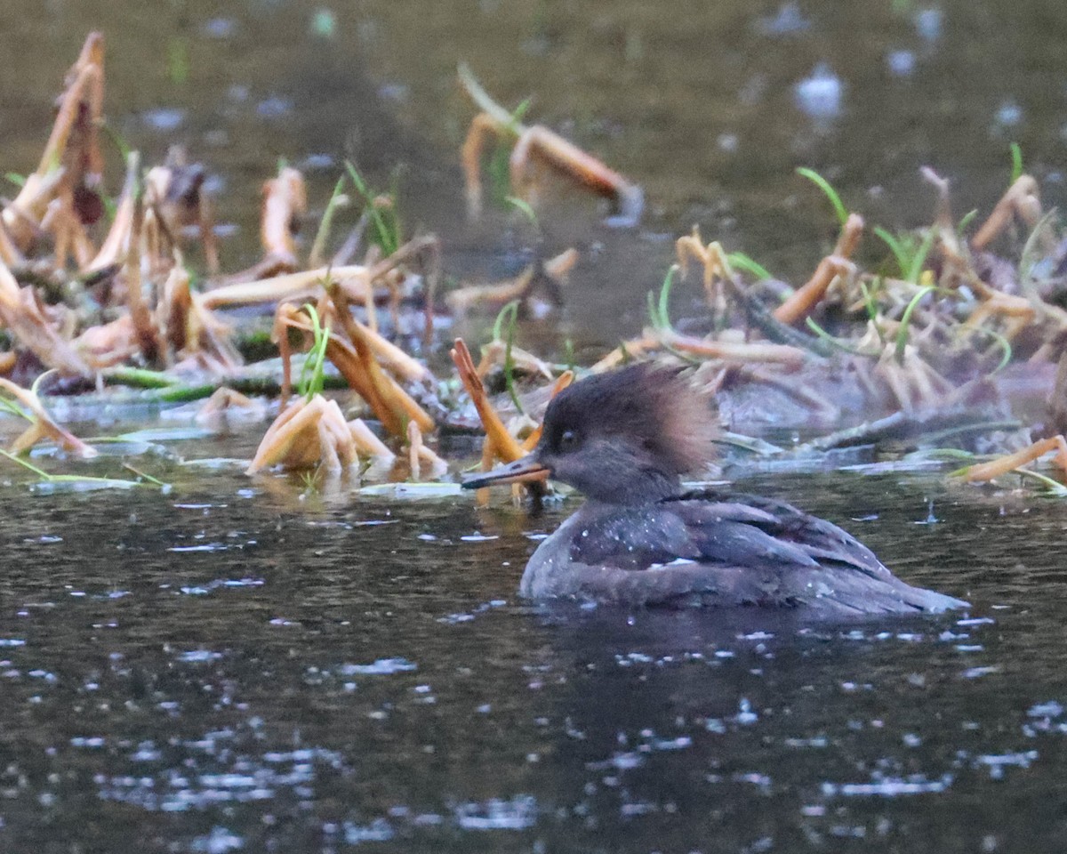 Hooded Merganser - patrick barry