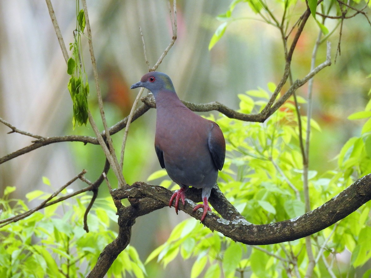 Pigeon rousset - ML499242121