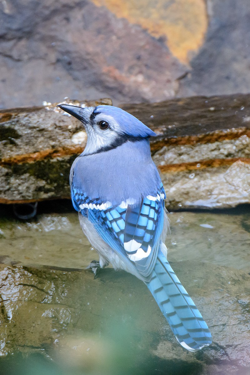 Blue Jay - ML499242381