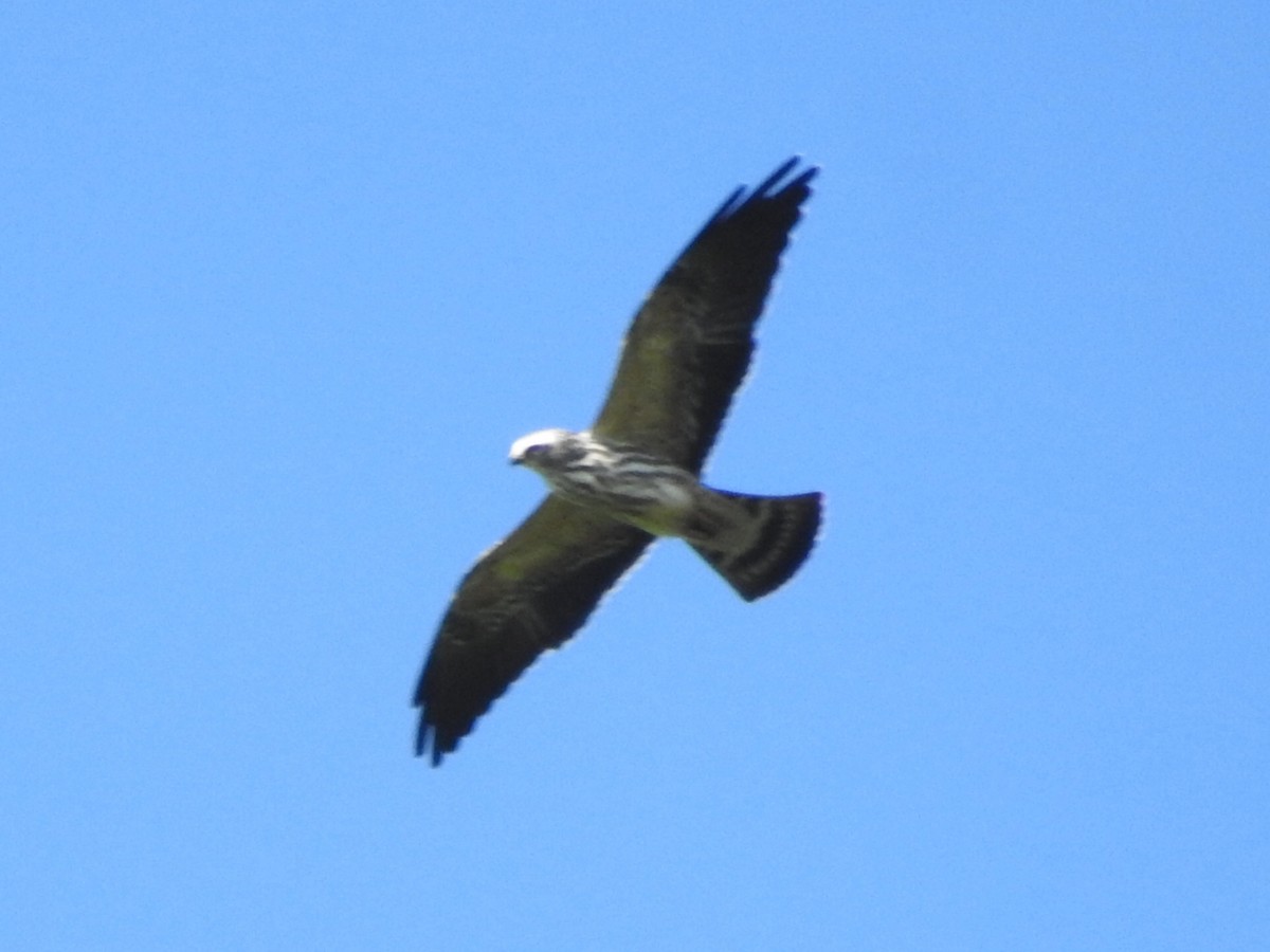 Mississippi Kite - ML499242721