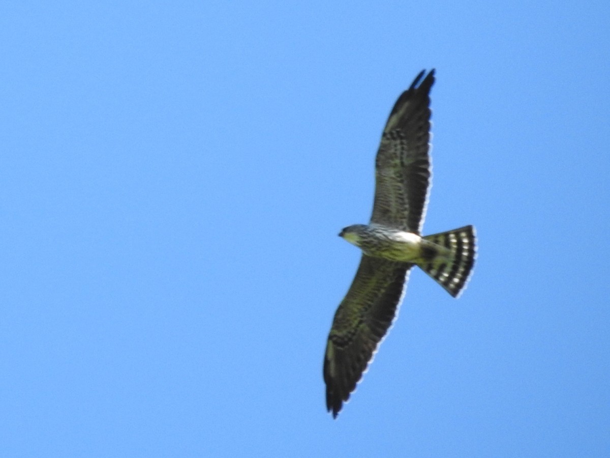 Mississippi Kite - ML499242731