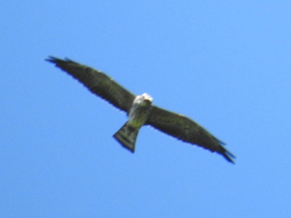 Mississippi Kite - ML499242741