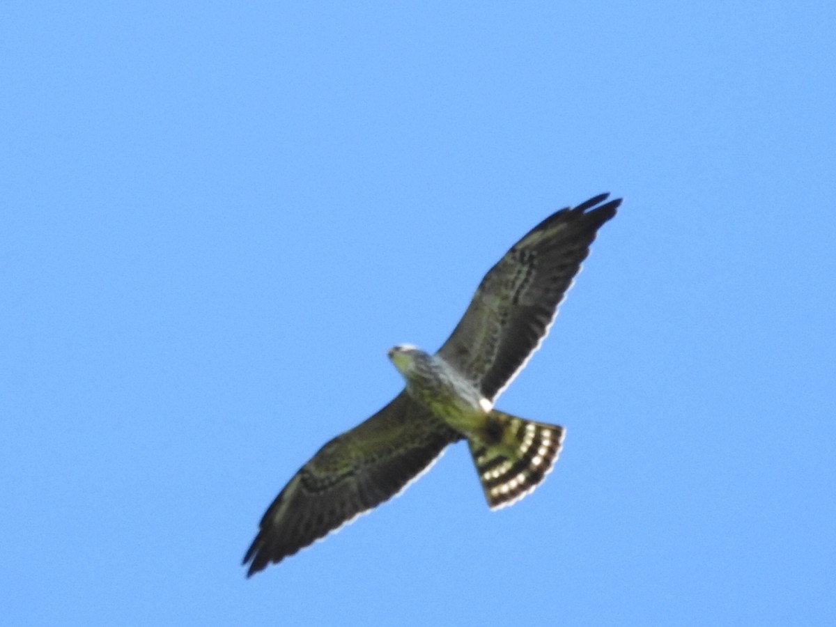 Mississippi Kite - ML499242751