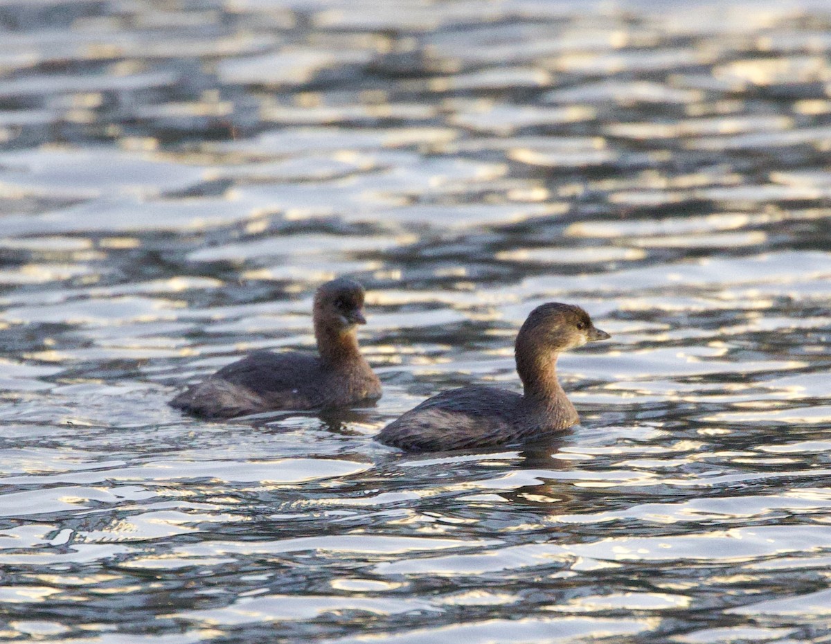 Pied-billed Grebe - ML499242861