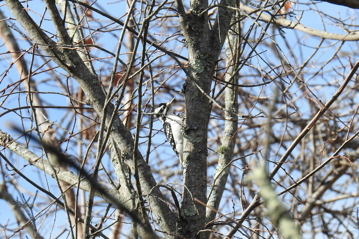 Hairy Woodpecker - ML499242911