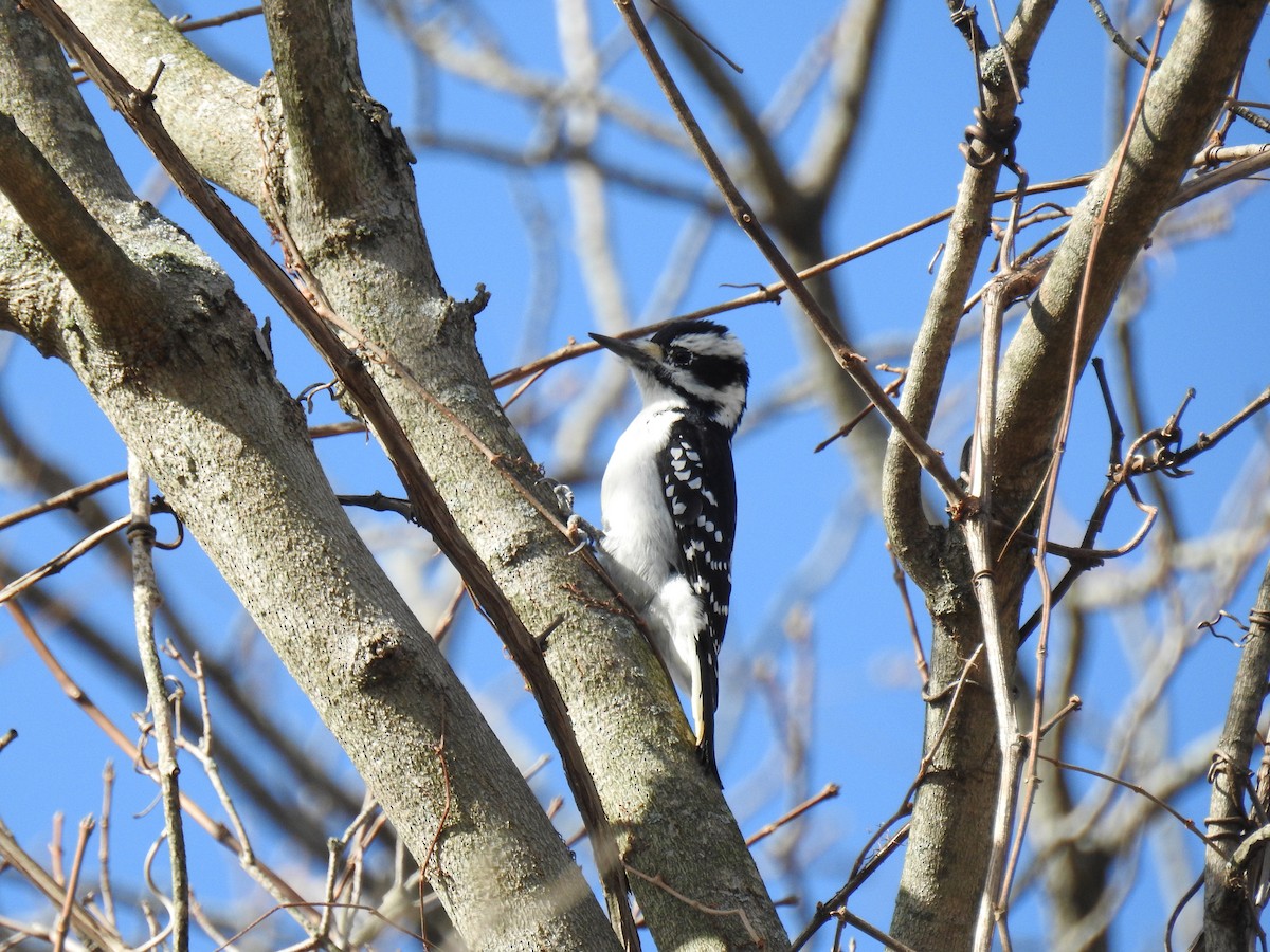 Hairy Woodpecker - ML499242931