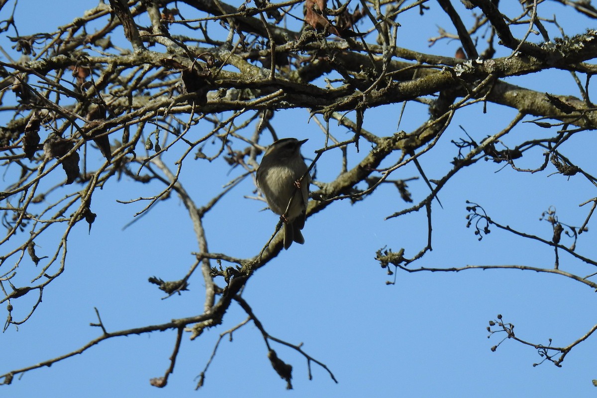 Golden-crowned Kinglet - James Holsinger