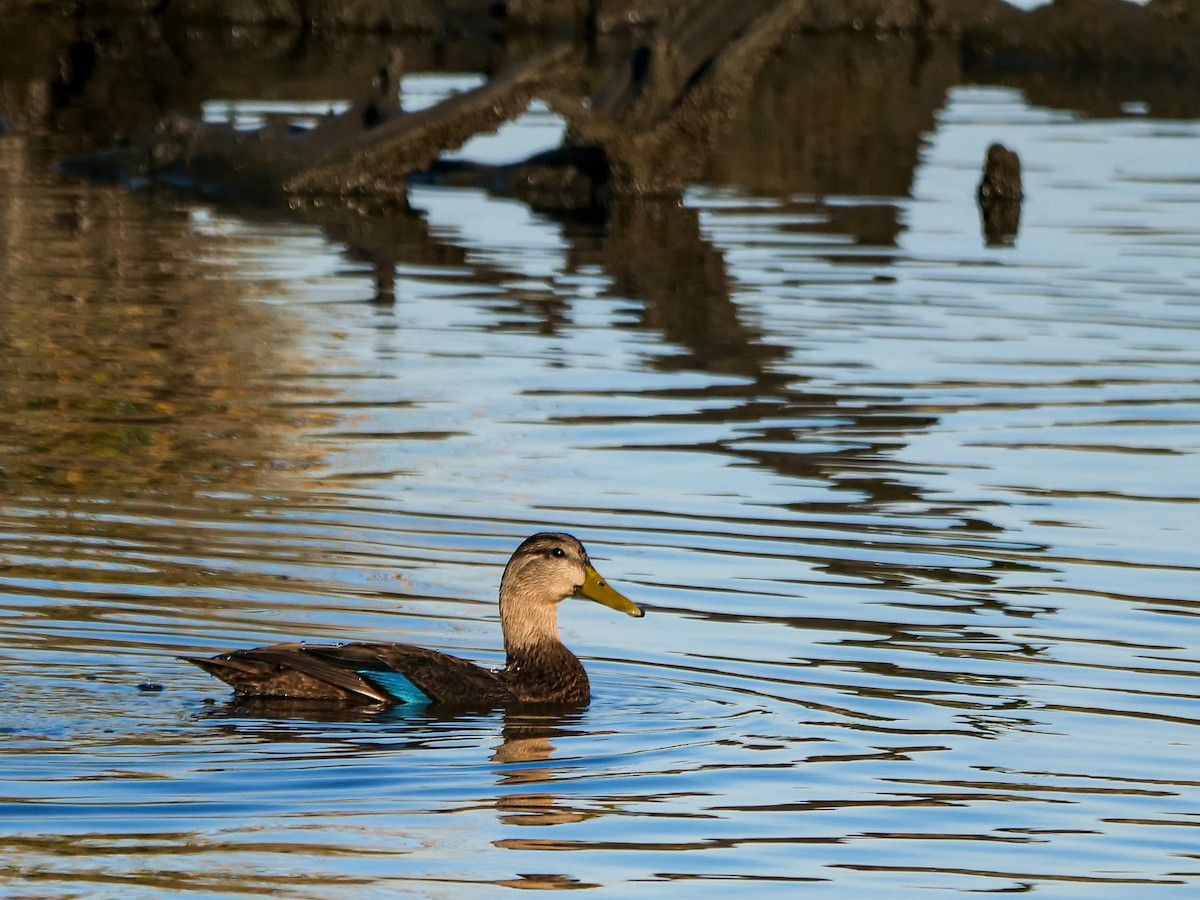 American Black Duck - ML499243991