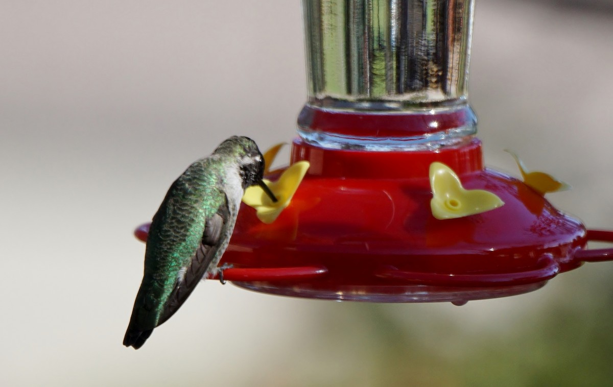 Anna's Hummingbird - ML499244921