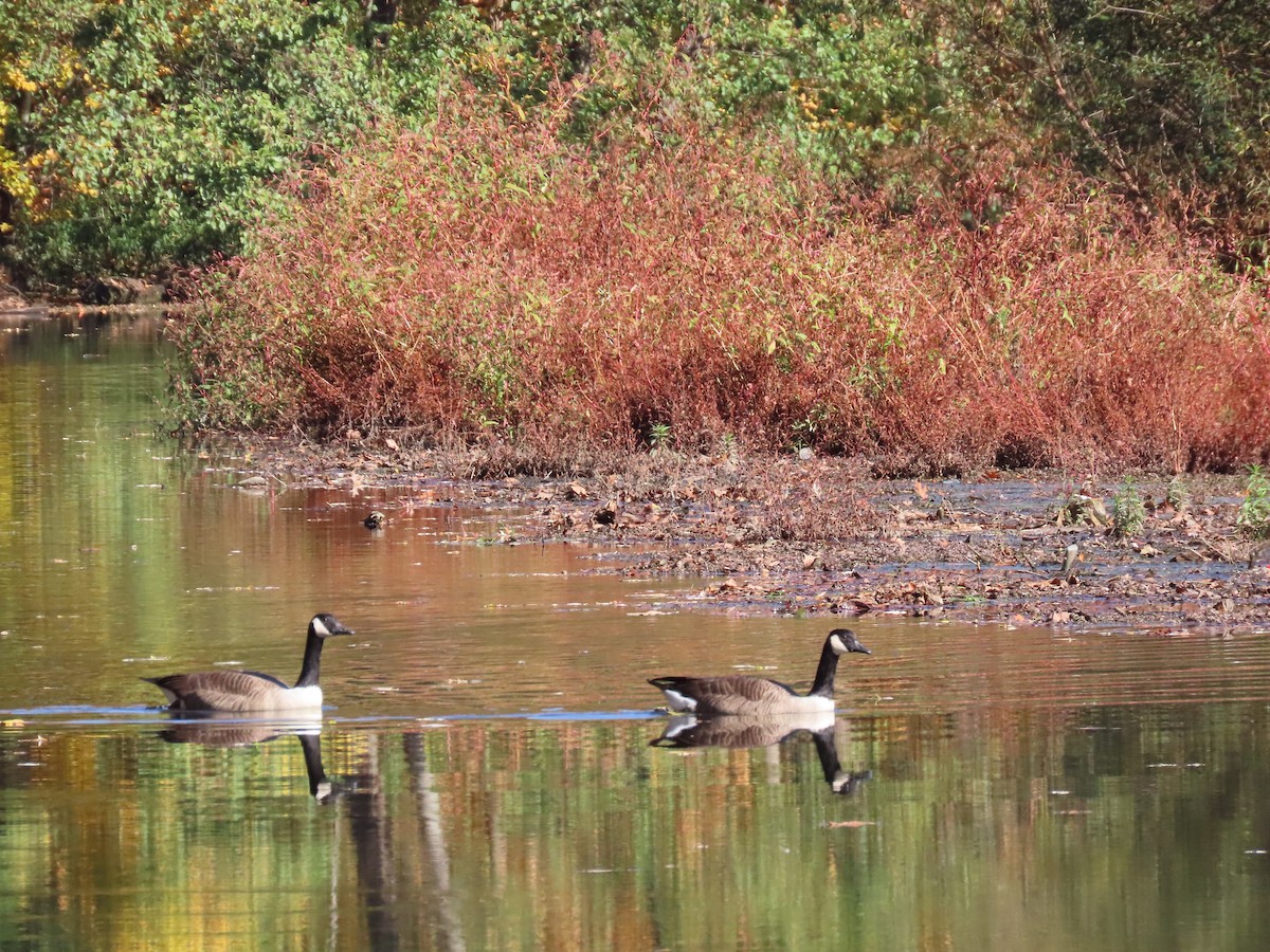 Канад галуу - ML499246731