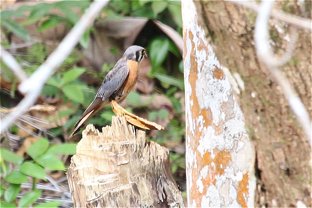 American Kestrel (Cuban) - ML49924691