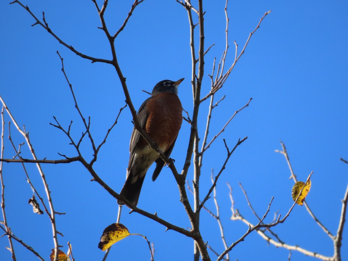 American Robin - ML499247131