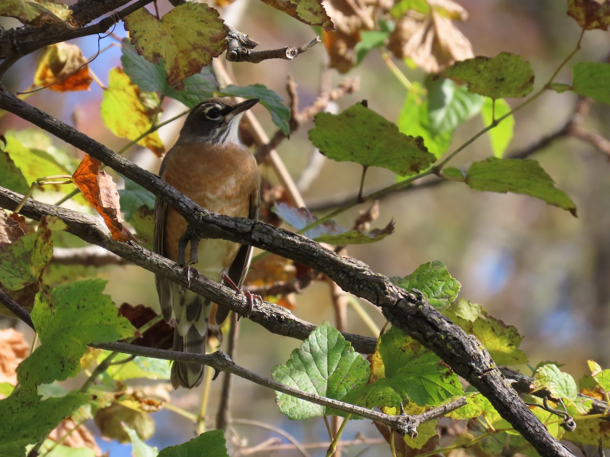 American Robin - ML499247141