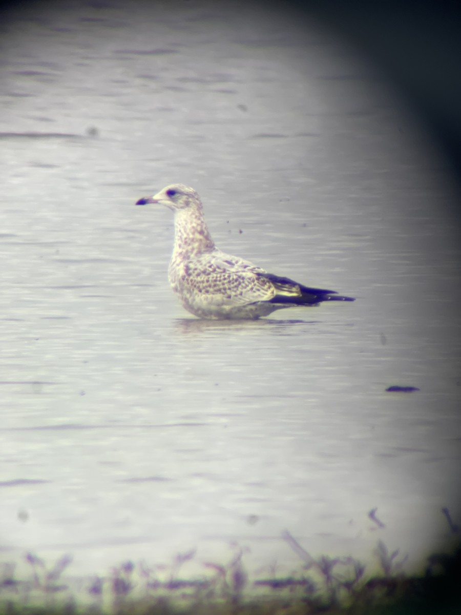 Ring-billed Gull - Jacob Tsikoyak