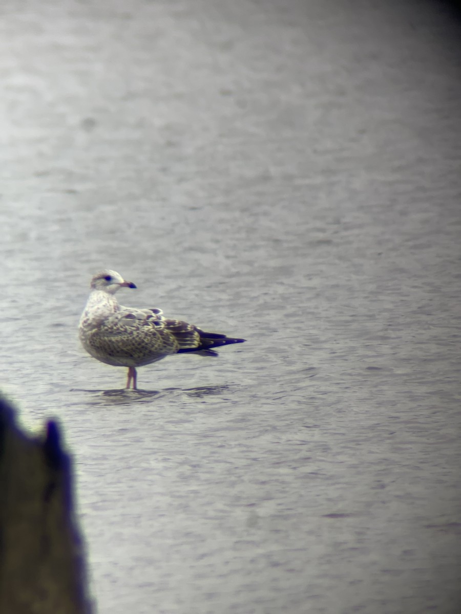 Ring-billed Gull - ML499247531