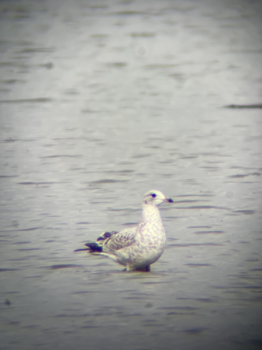 Ring-billed Gull - Jacob Tsikoyak