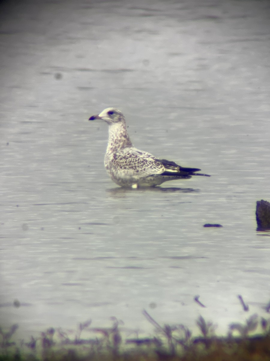 Ring-billed Gull - ML499247581