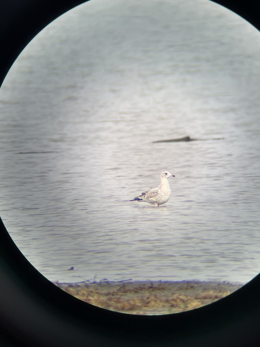 Ring-billed Gull - ML499247611