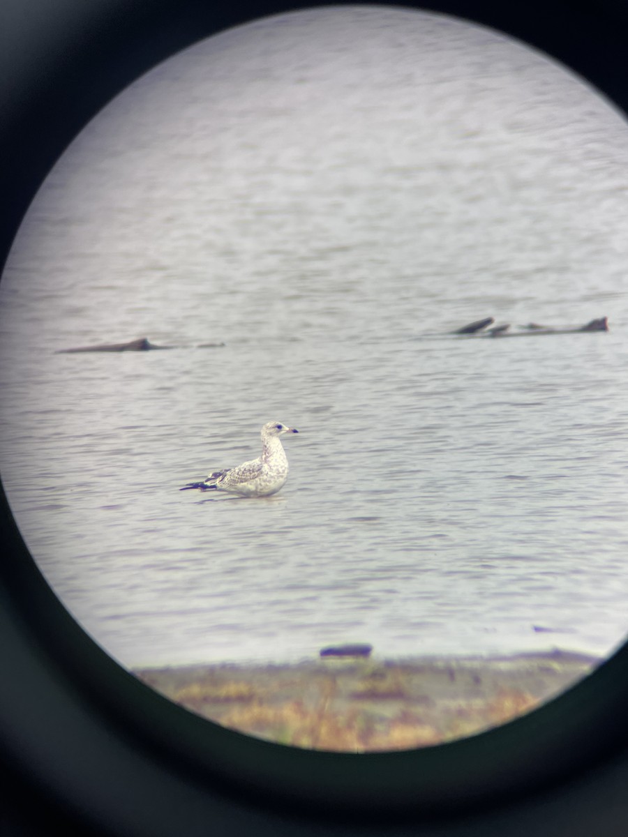 Ring-billed Gull - Jacob Tsikoyak