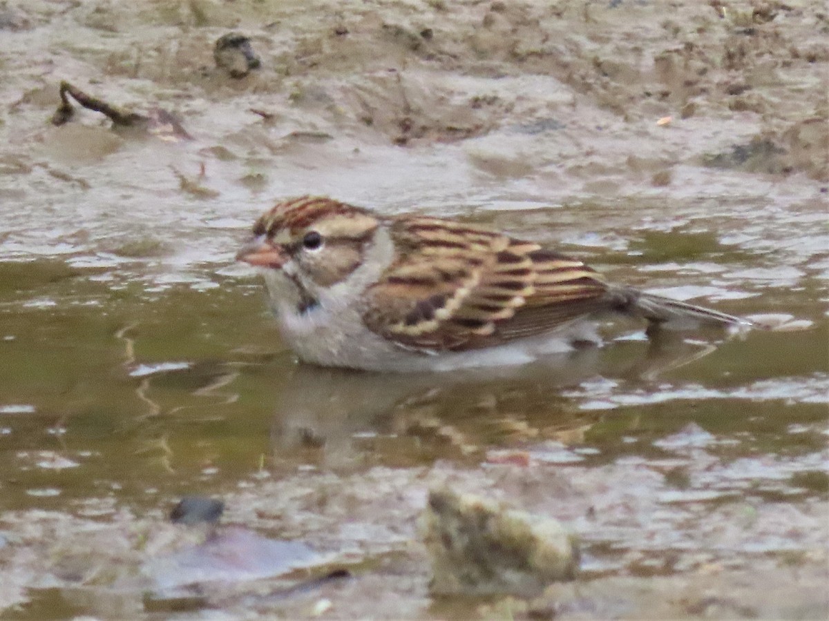 Chipping Sparrow - ML499248921