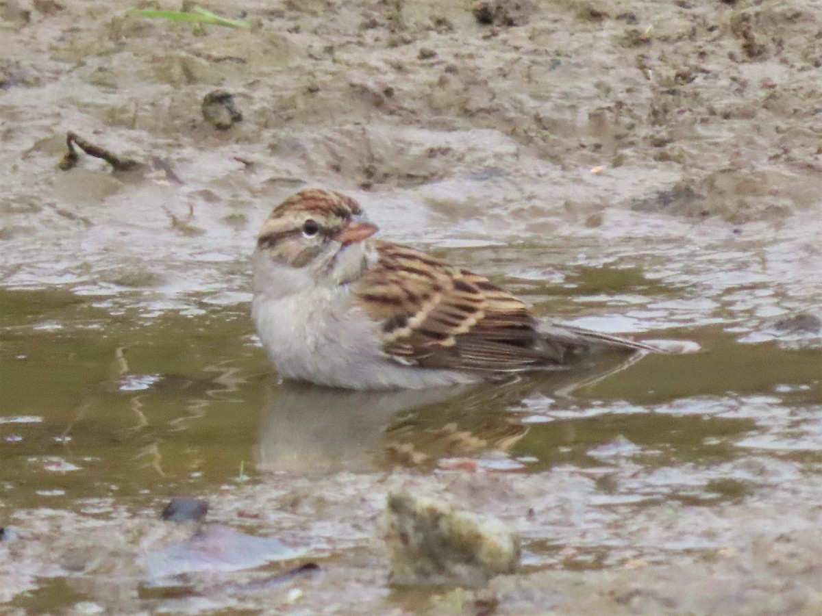 Chipping Sparrow - ML499248931