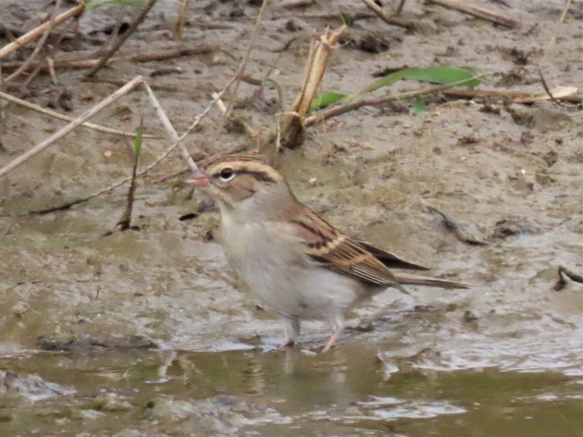 Chipping Sparrow - ML499248941