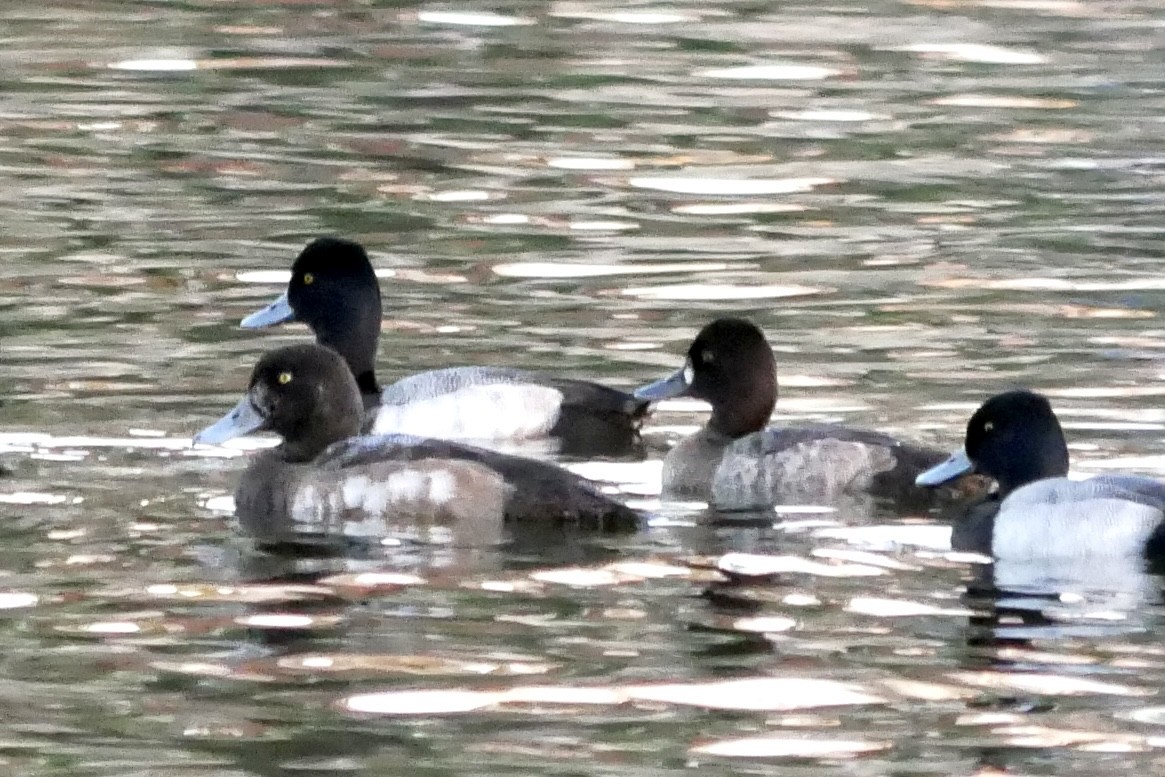 Greater Scaup - Eitan Altman