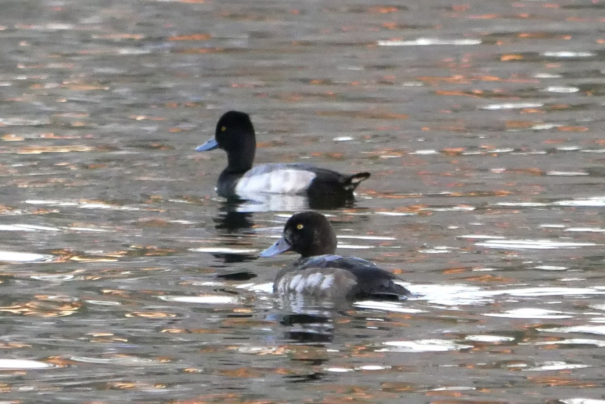 Greater Scaup - Eitan Altman