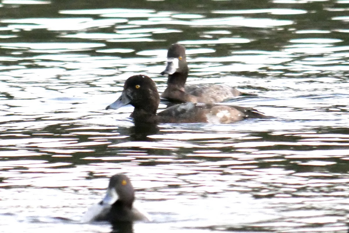 Greater Scaup - ML499249231