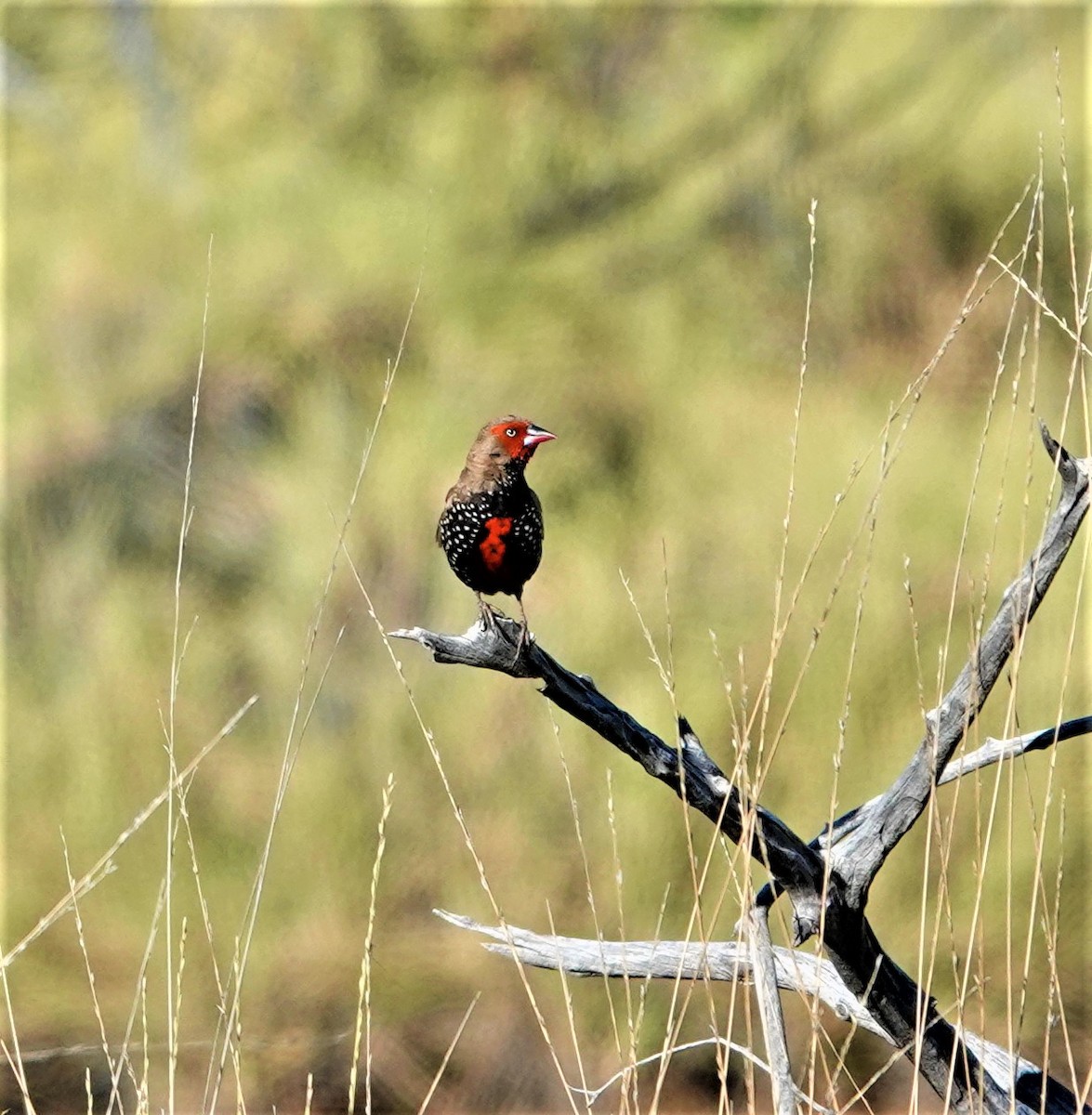 Painted Firetail - ML499250051