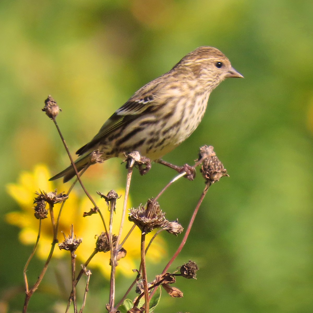 Pine Siskin - ML499251081