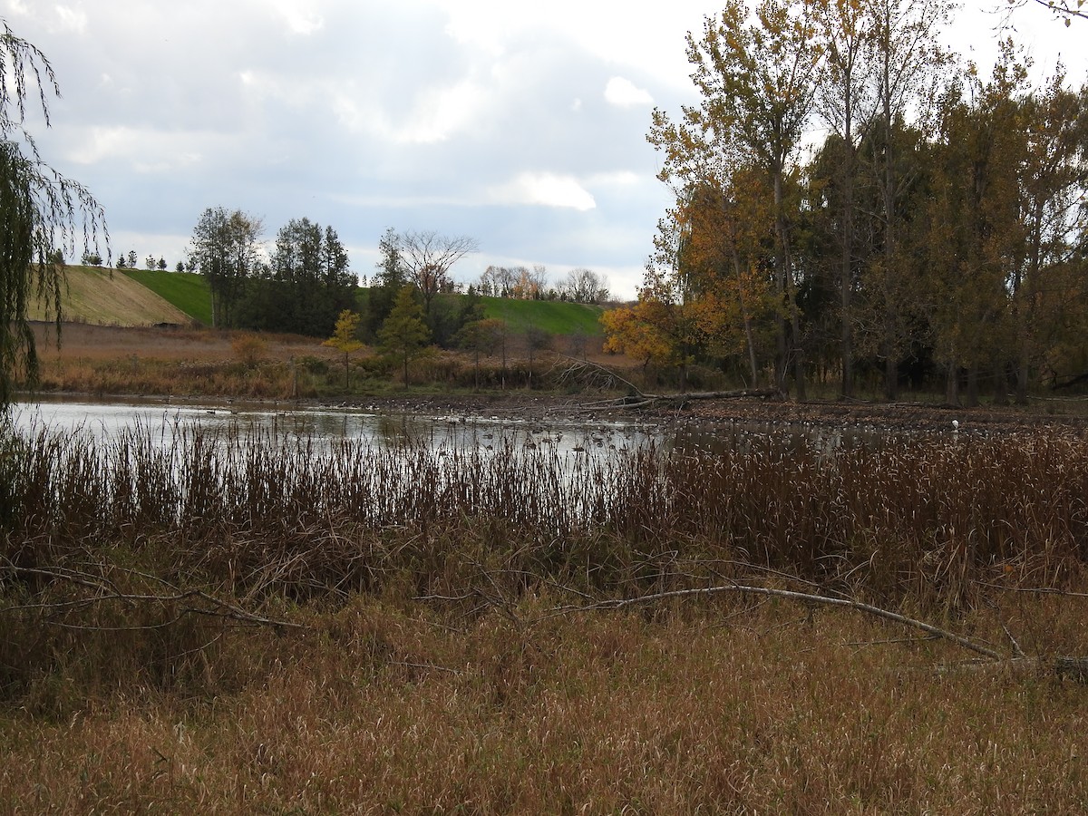 Bernache du Canada - ML499252121