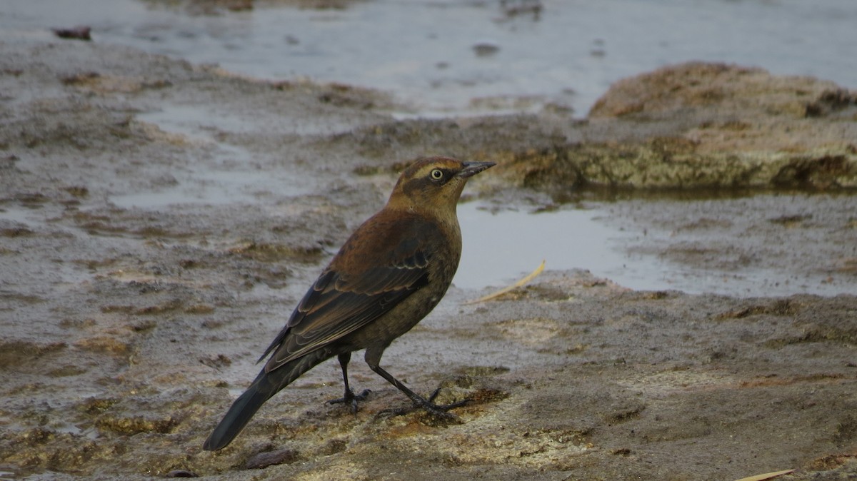 Rusty Blackbird - ML499252701