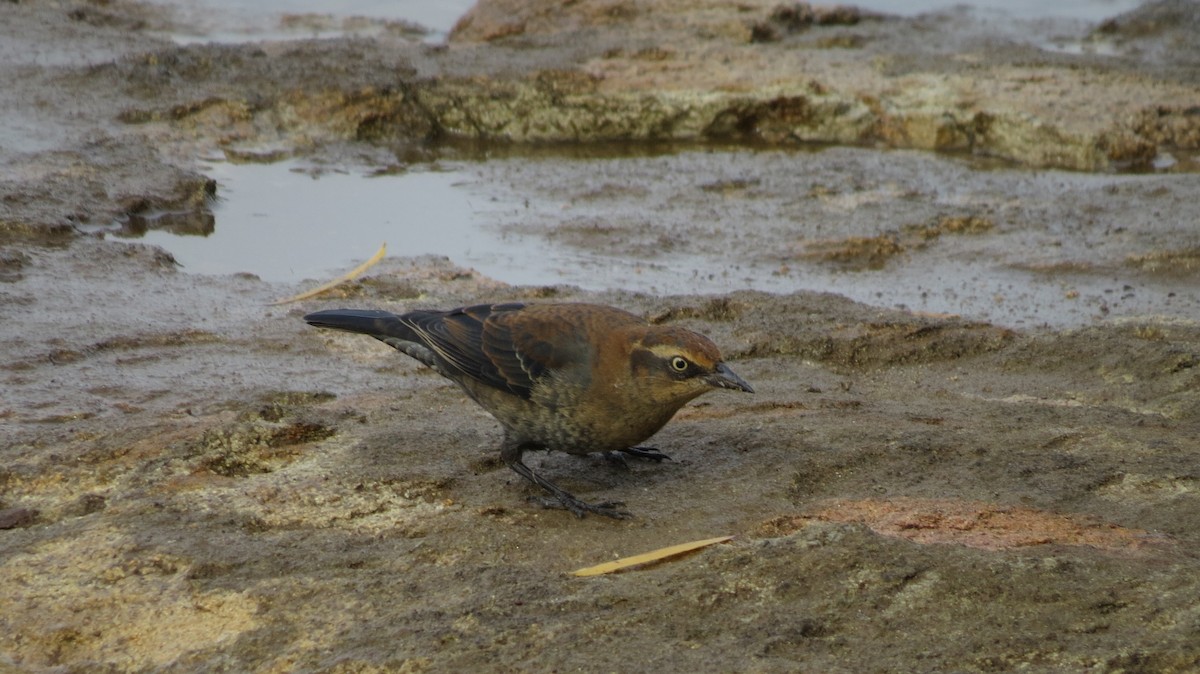 Rusty Blackbird - ML499252711