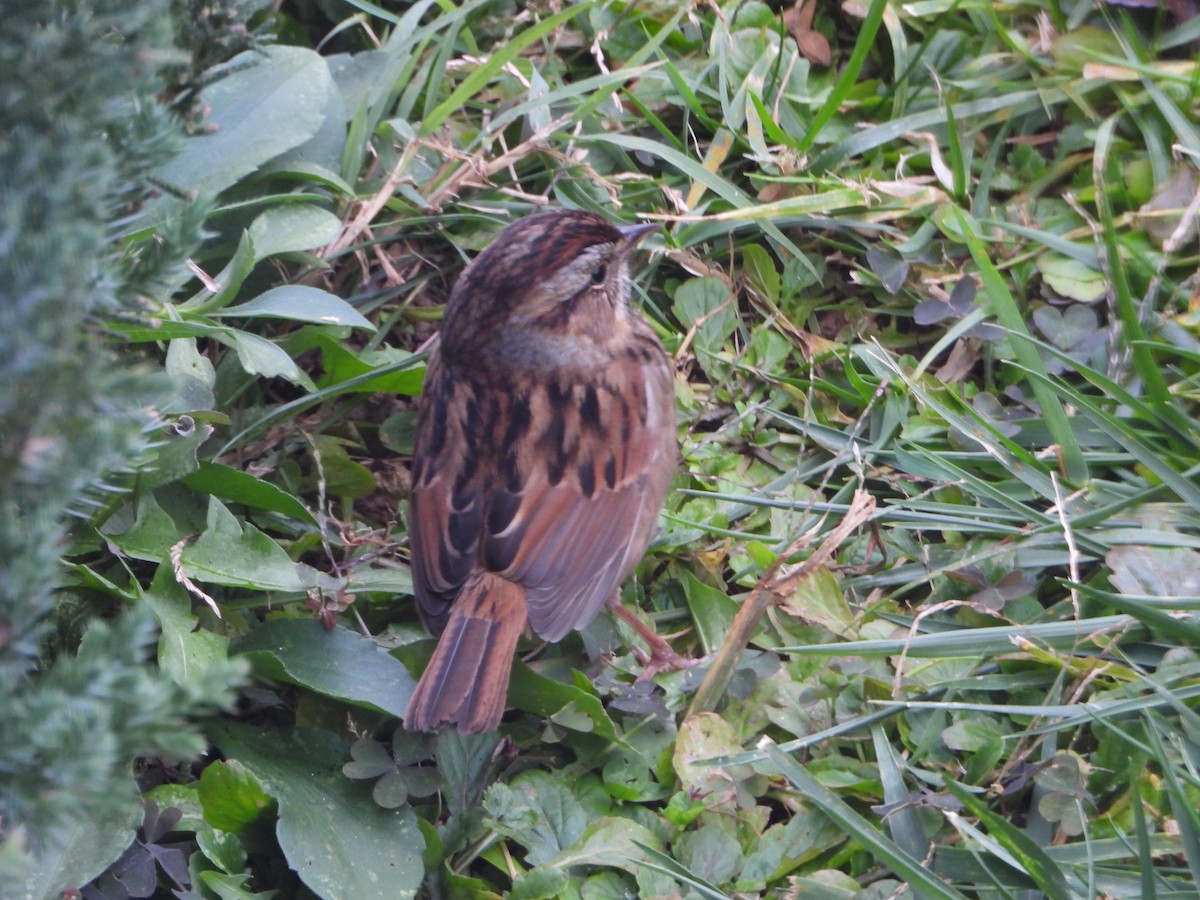 Swamp Sparrow - ML499253761