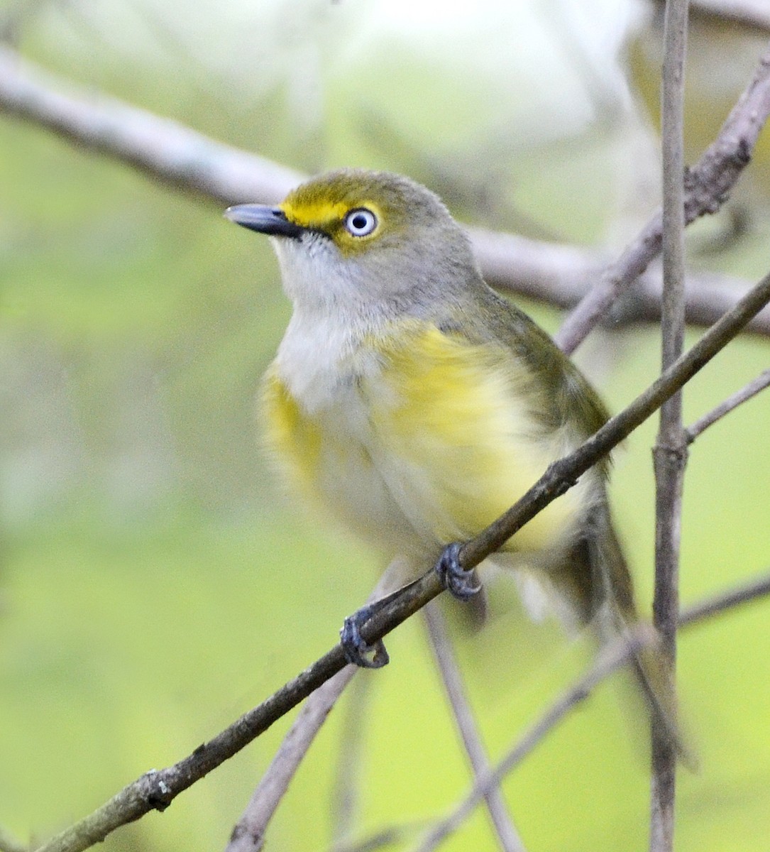 White-eyed Vireo - ML49925381