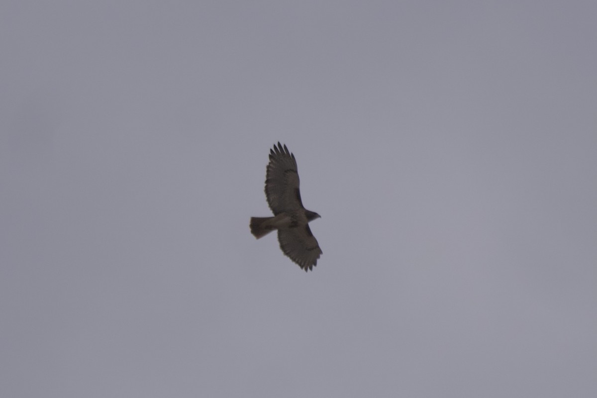 Red-tailed Hawk - ML499254451