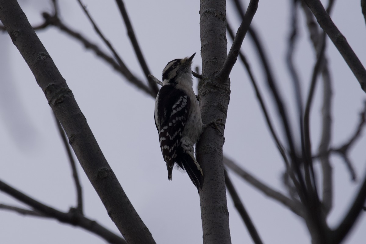 Downy Woodpecker - ML499254481