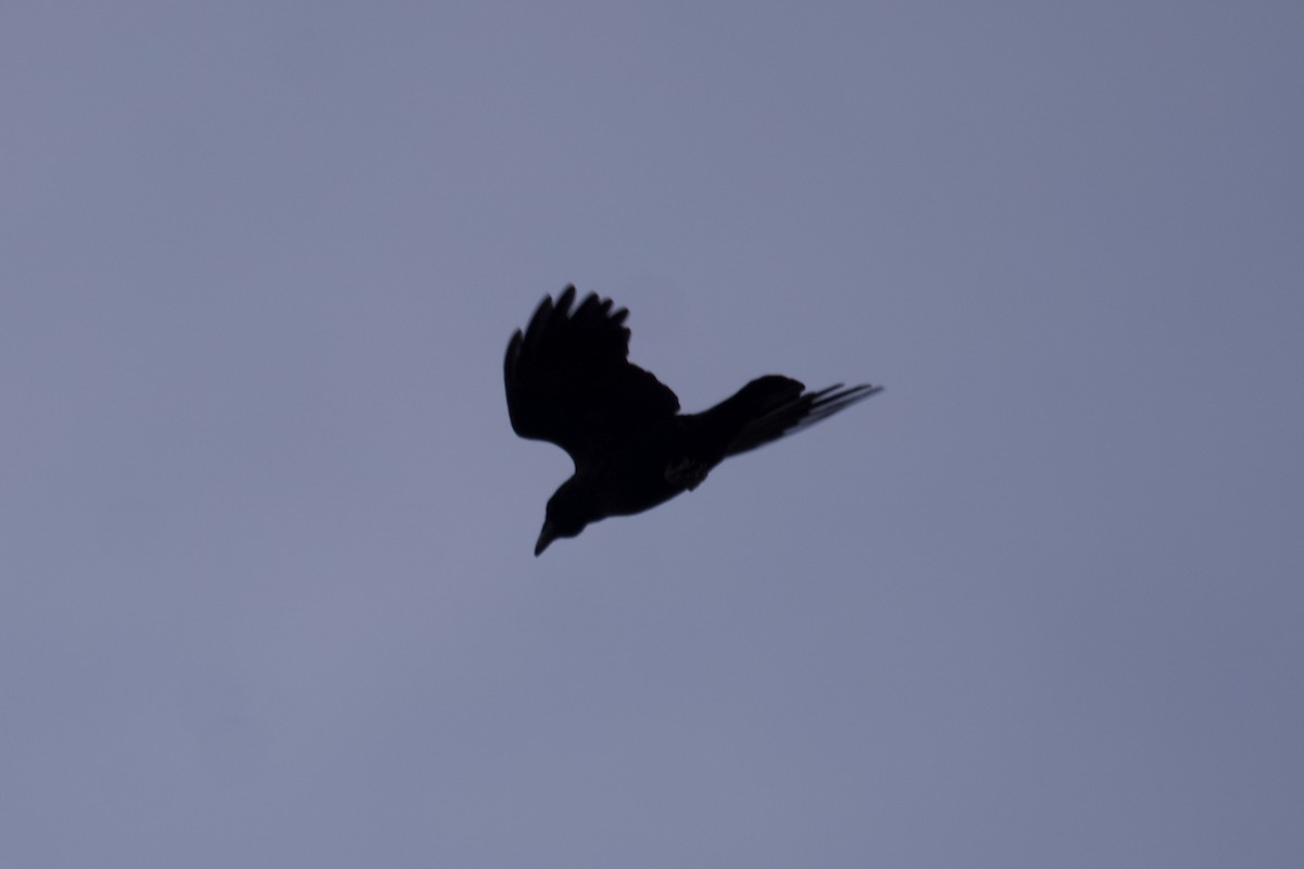 American Crow - ML499254501