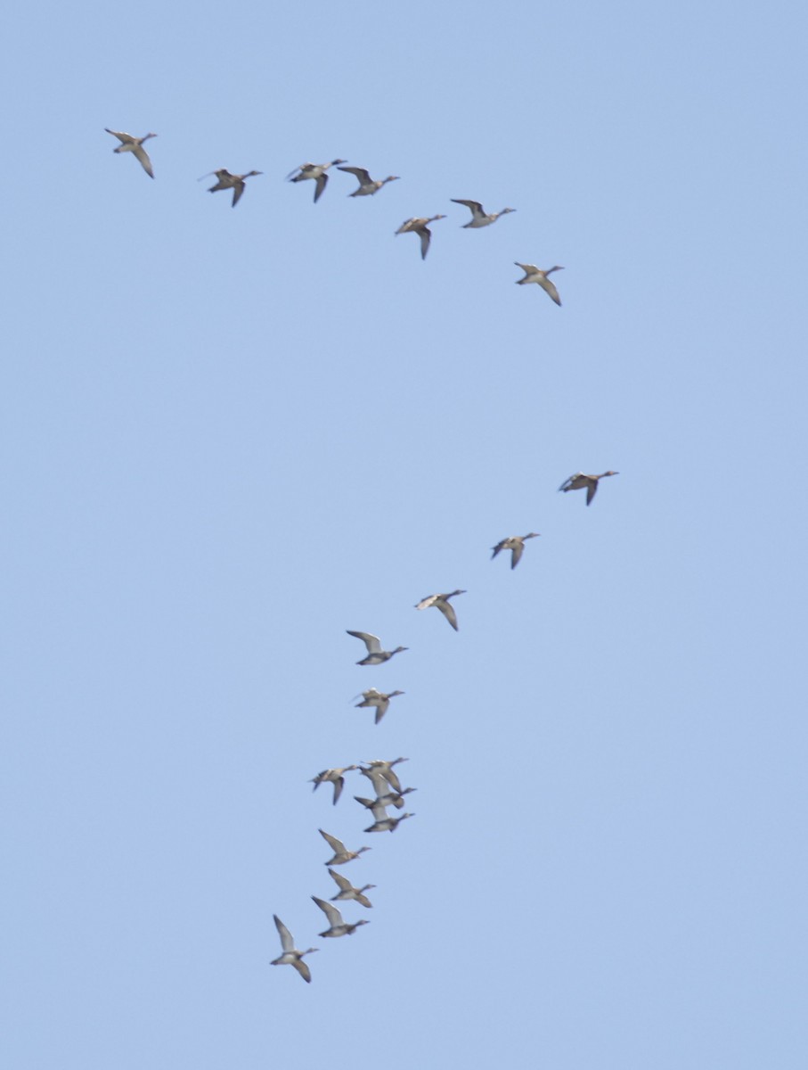 American Wigeon - ML499254551