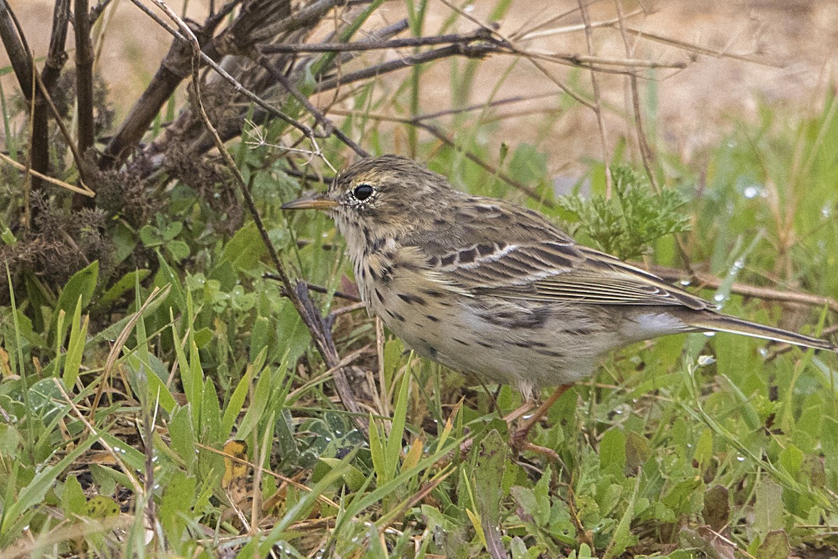 Meadow Pipit - ML49925481