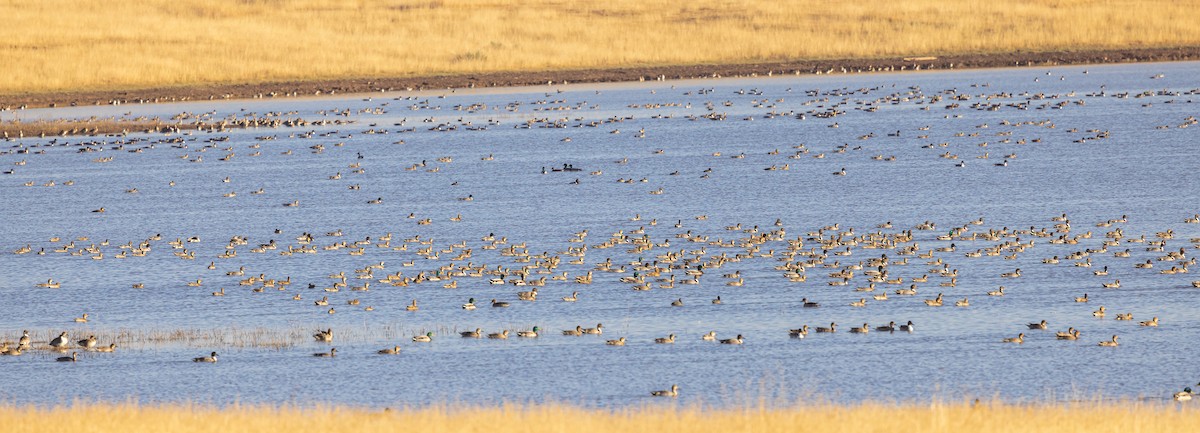 Northern Pintail - ML499255201