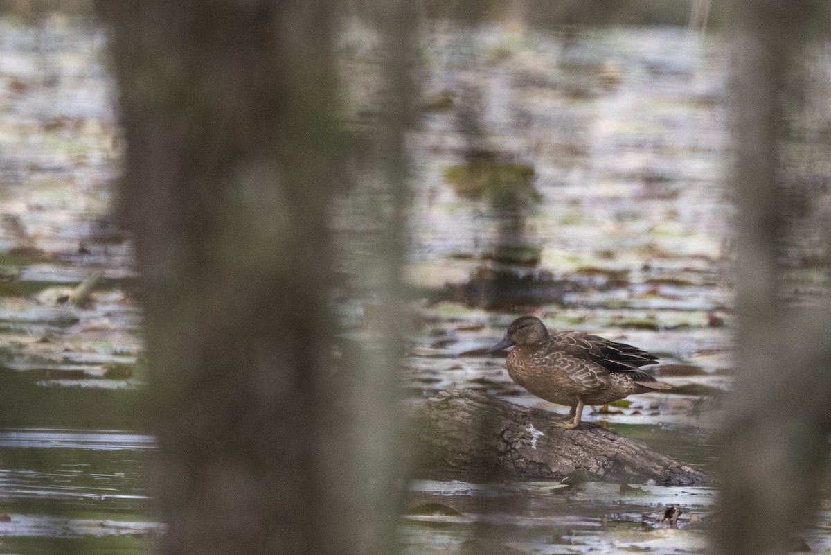 Cinnamon Teal - ML499255561