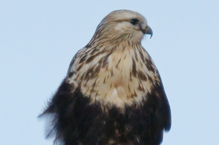 Rough-legged Hawk - Rick Courtney