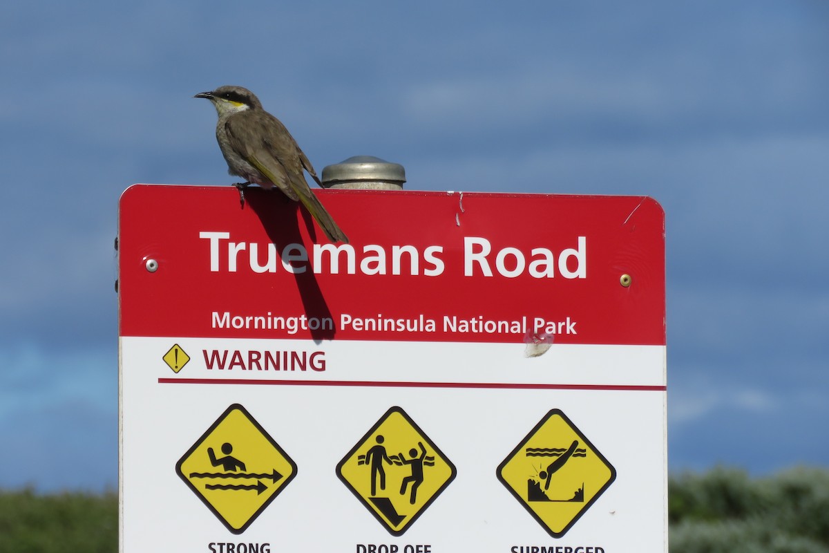 Singing Honeyeater - ML499258851